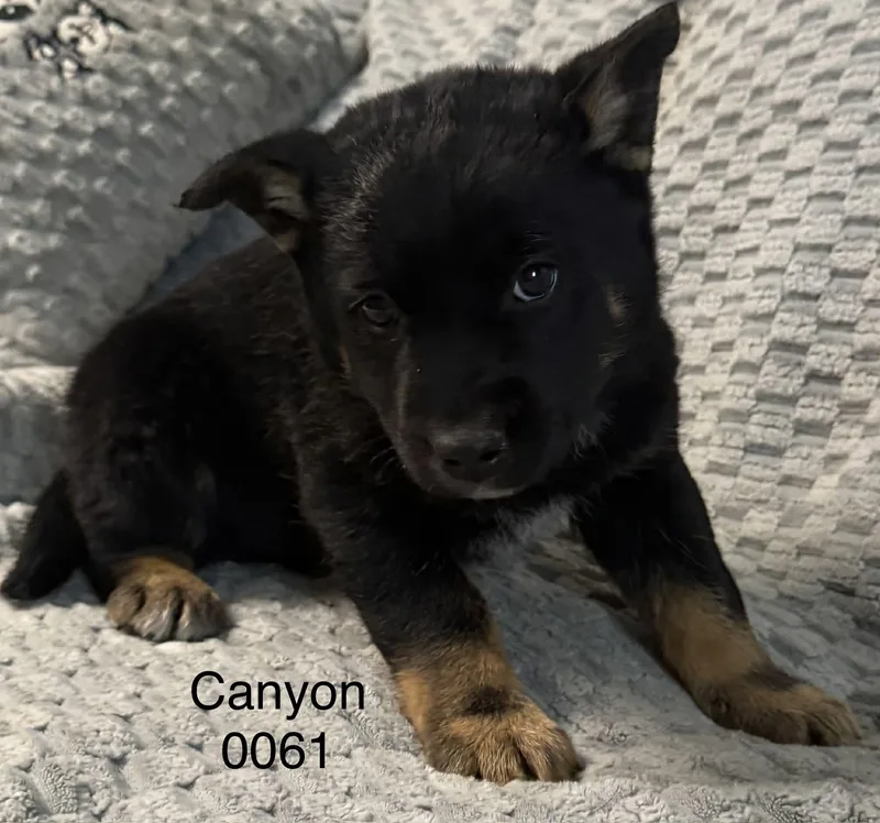 Cannon