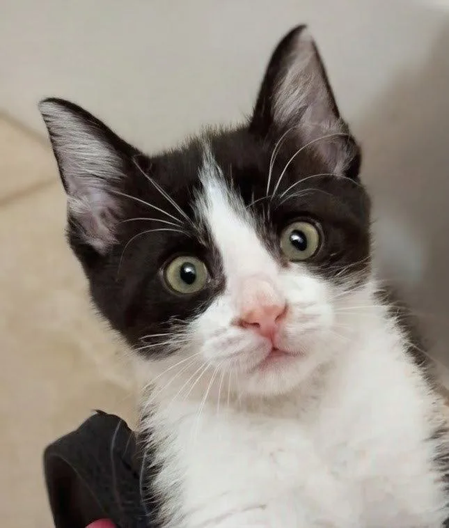 A baby medium-sized female Black & White / Tuxedo Domestic Short Hair cat named Bug for adoption in Maggie Valley, NC