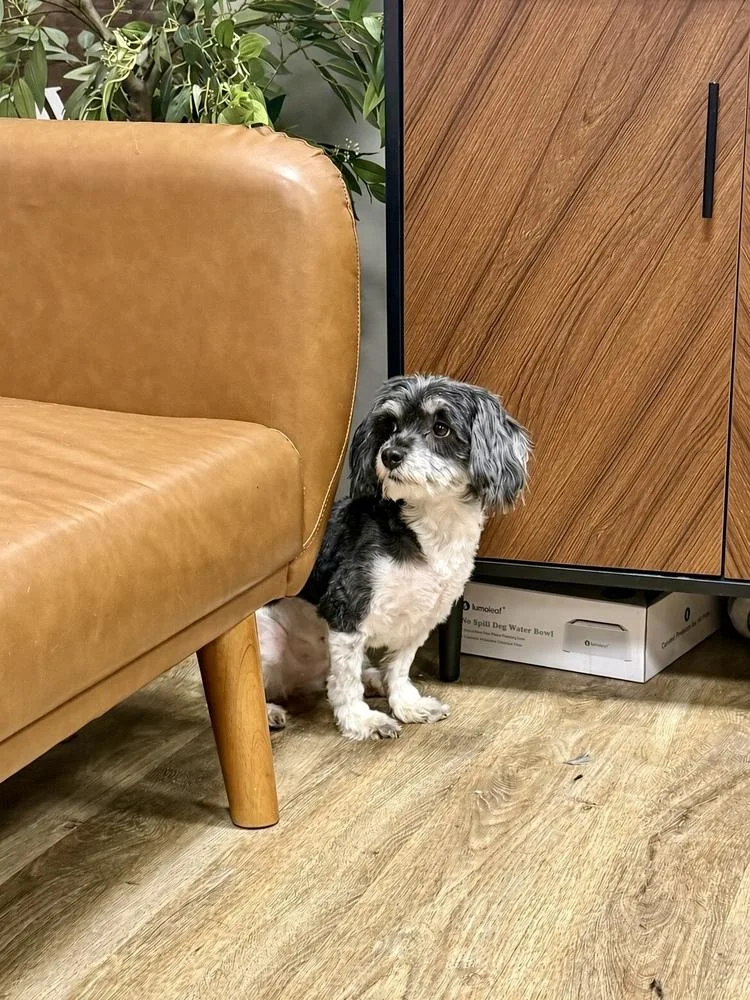 An adult small-sized female Maltese dog named Molly for adoption in Frankfort, NY
