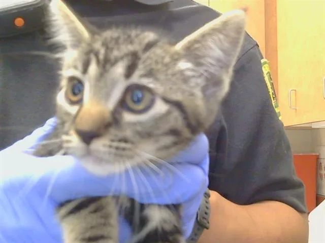 A baby small-sized male Domestic Short Hair cat named Helios for adoption in Sacramento, CA