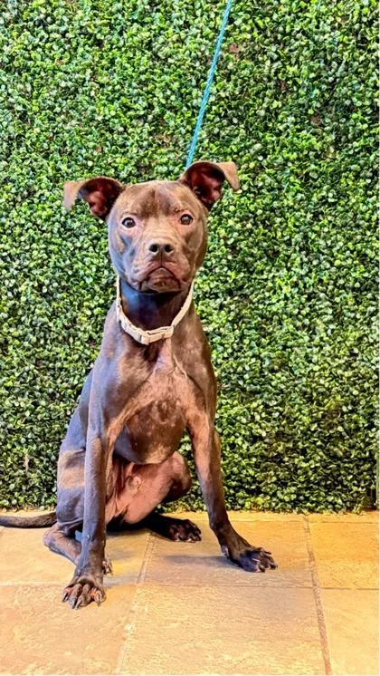 An adult small-sized male Black Boxer dog named Milo for adoption in El Paso, TX