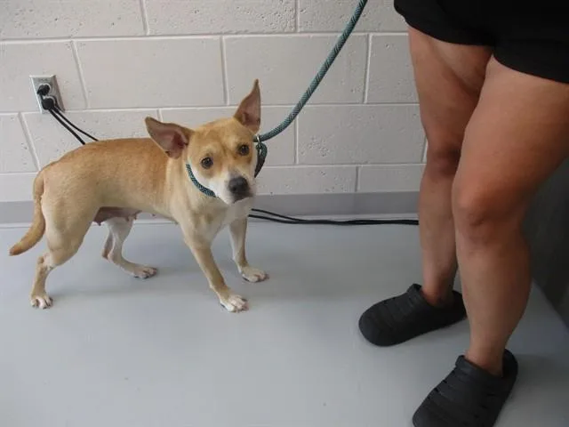 A young medium-sized female Australian Cattle Dog / Blue Heeler dog named A for adoption in Ocala, FL