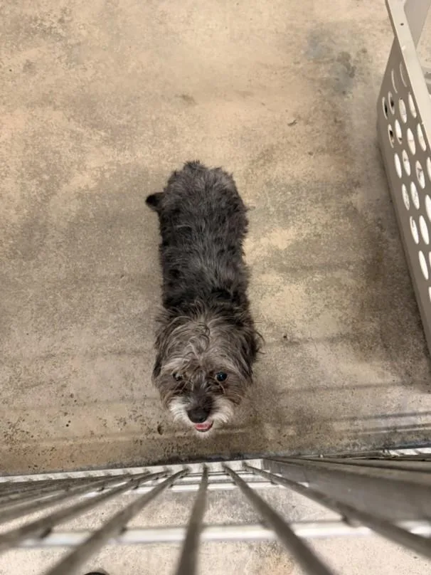 A young small-sized female Terrier dog named A for adoption in Burbank, CA