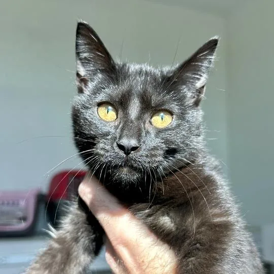 A baby small-sized male Black Domestic Short Hair cat named Logan for adoption in Matteson, IL
