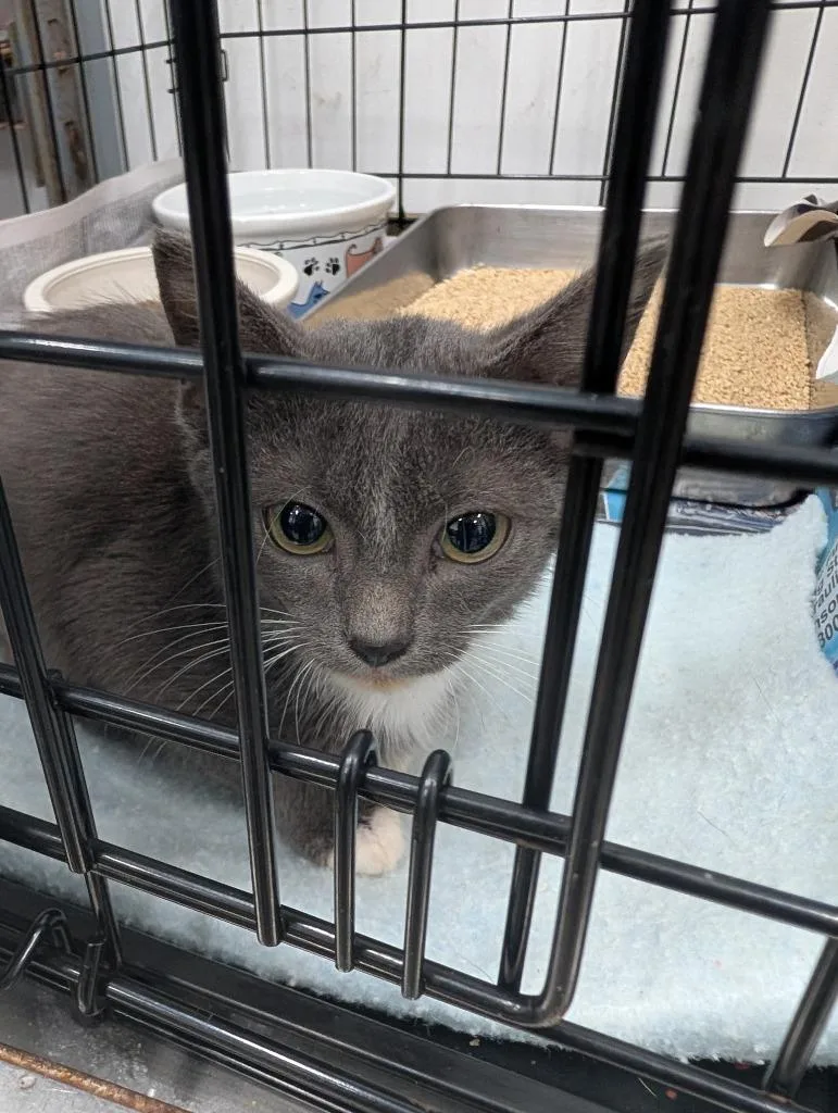 A baby small-sized male Domestic Short Hair cat named Curio for adoption in Angola, IN