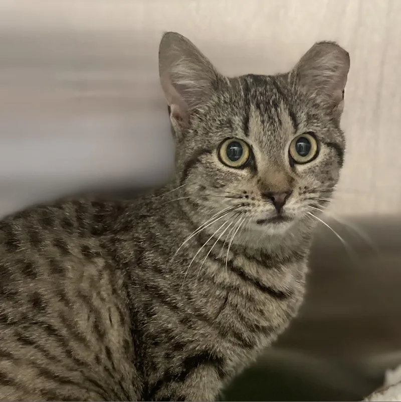 An adult large-sized female Brown / Chocolate Domestic Short Hair cat named Felicity for adoption in Roanoke, VA