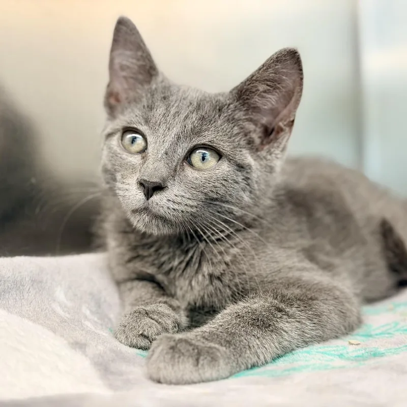 A baby medium-sized male Gray / Blue / Silver Domestic Short Hair cat named Bliss for adoption in Jackson, NJ