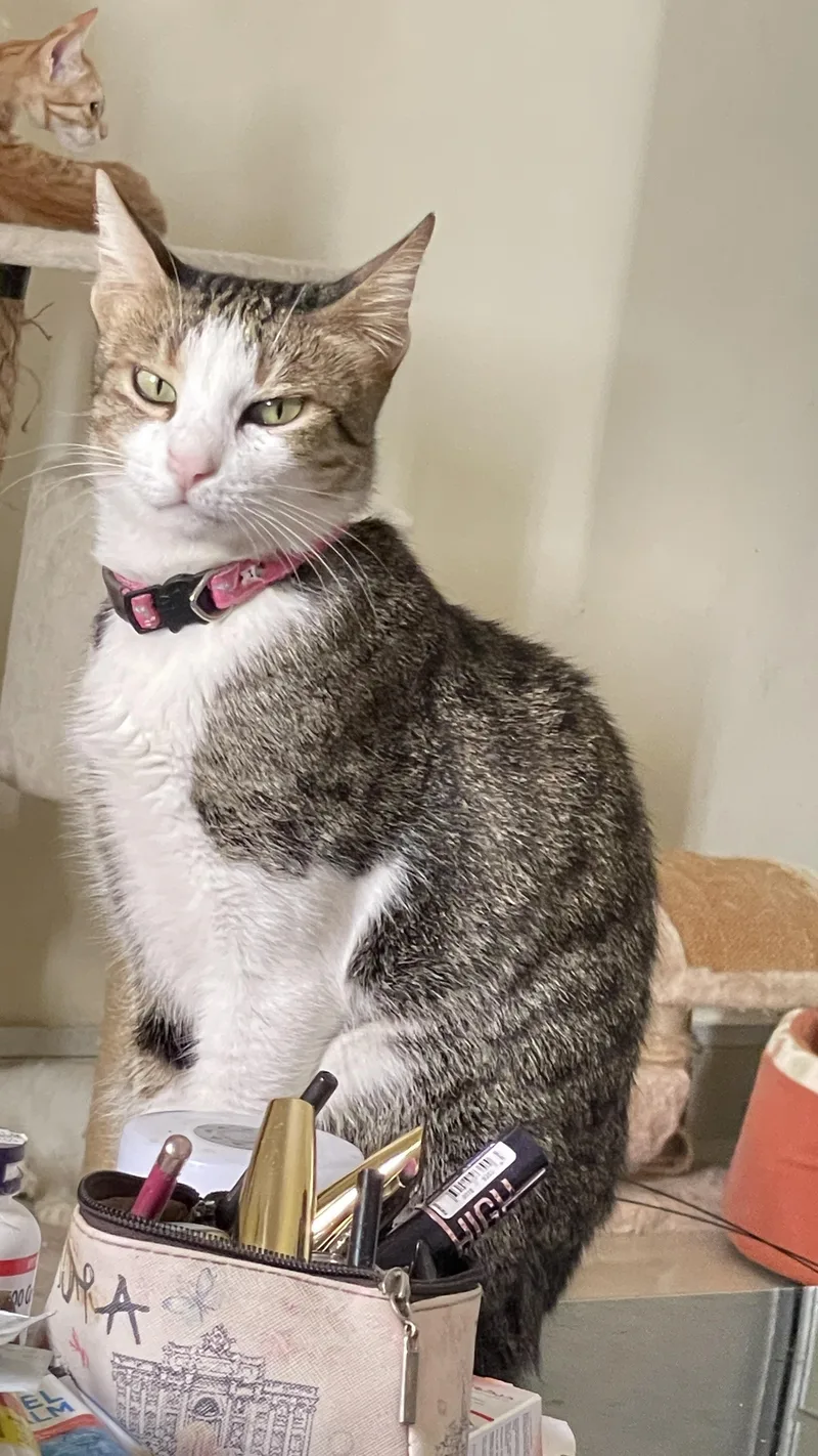 An adult medium-sized female Tabby (Brown / Chocolate) Domestic Short Hair cat named Tara for adoption in Waltham, MA