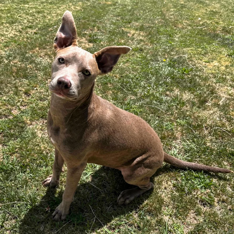 A young medium-sized female Terrier dog named Kira for adoption in Eustis, FL