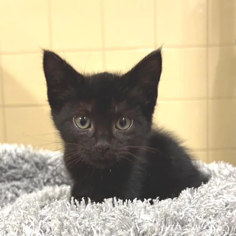 A baby small-sized male Black Domestic Short Hair cat named River for adoption in East Hampton, NY
