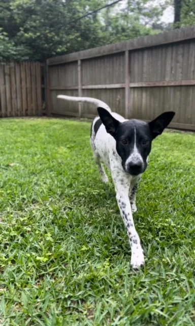 A young medium-sized male German Shorthaired Pointer dog named Moose for adoption in Humble, TX