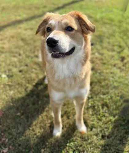 An adult large-sized female Great Pyrenees dog named Una for adoption in Midland, VA