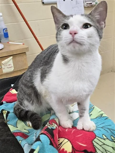 A young small-sized female Domestic Short Hair cat named Tikki for adoption in Aliquippa, PA