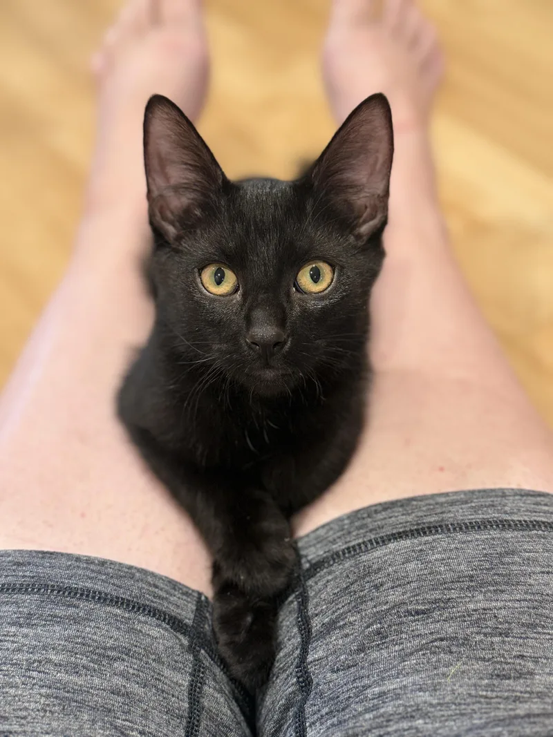 A baby large-sized male Domestic Short Hair cat named Daffy for adoption in Darien, CT
