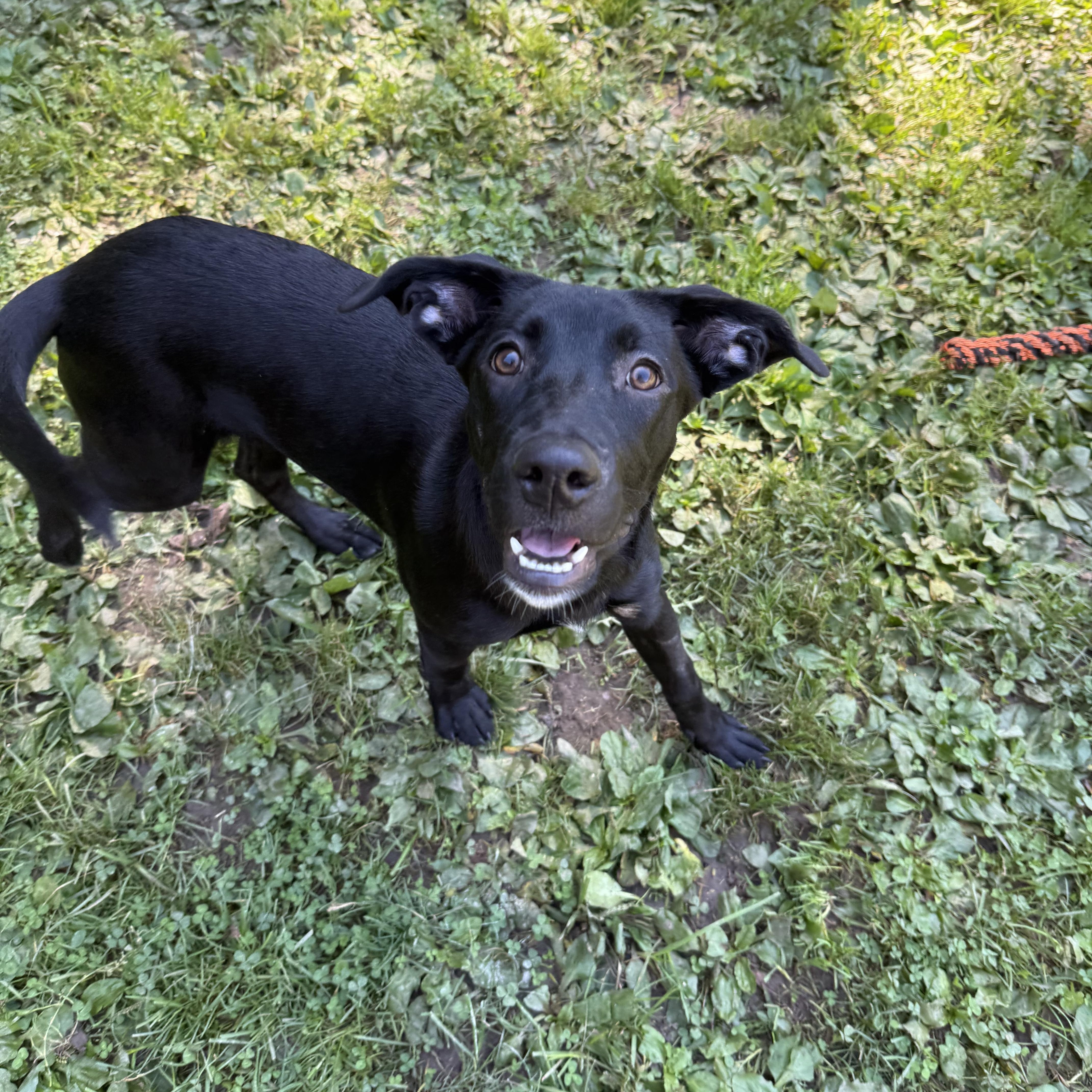A baby medium-sized female Black Labrador Retriever dog named Charm for adoption in White Oak, PA