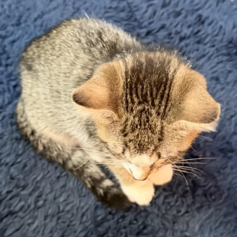 A baby medium-sized female Buff / Tan / Fawn Tabby cat named Evie for adoption in Denver, NC