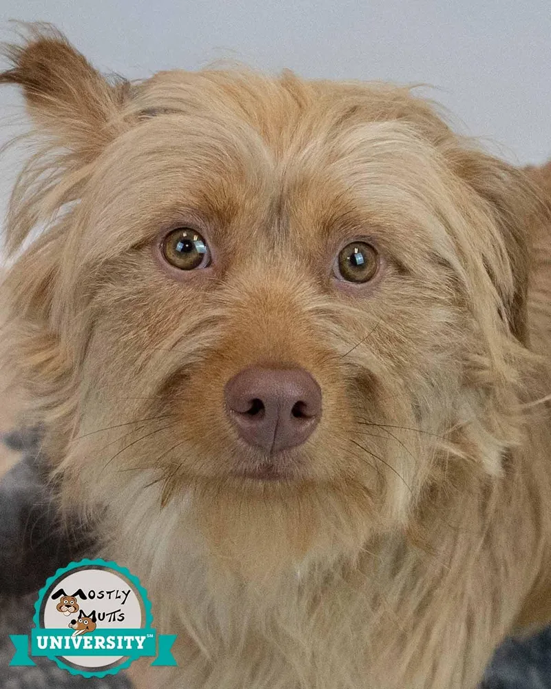 A young small-sized male Terrier dog named Zack for adoption in Kennesaw, GA