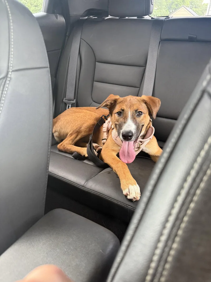 A baby medium-sized female Collie dog named Mango Puppy for adoption in Cuyahoga Falls, OH