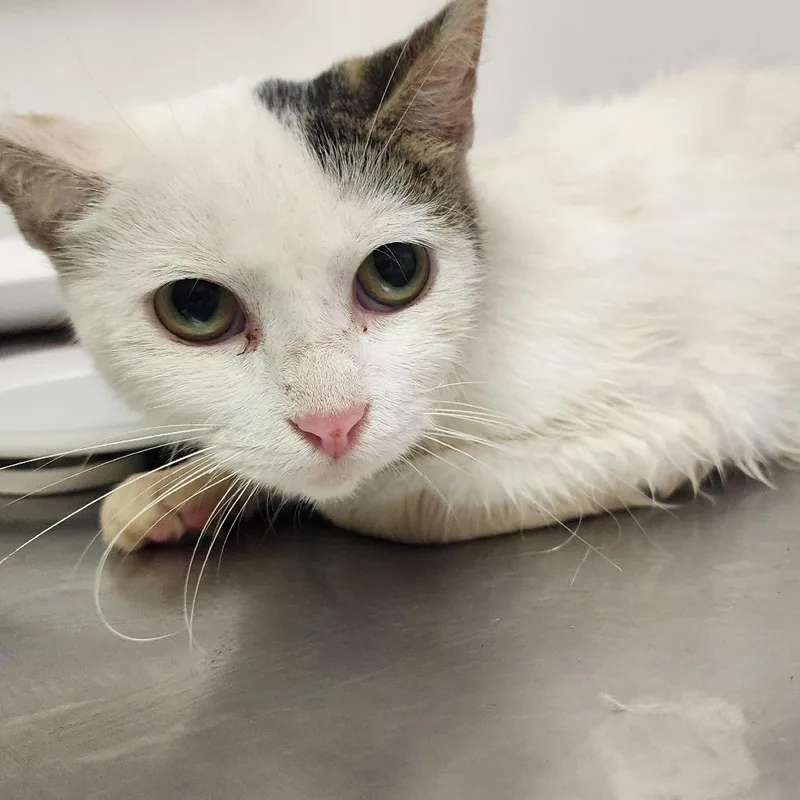 A young small-sized female Domestic Short Hair cat named Golden for adoption in Charleston, WV