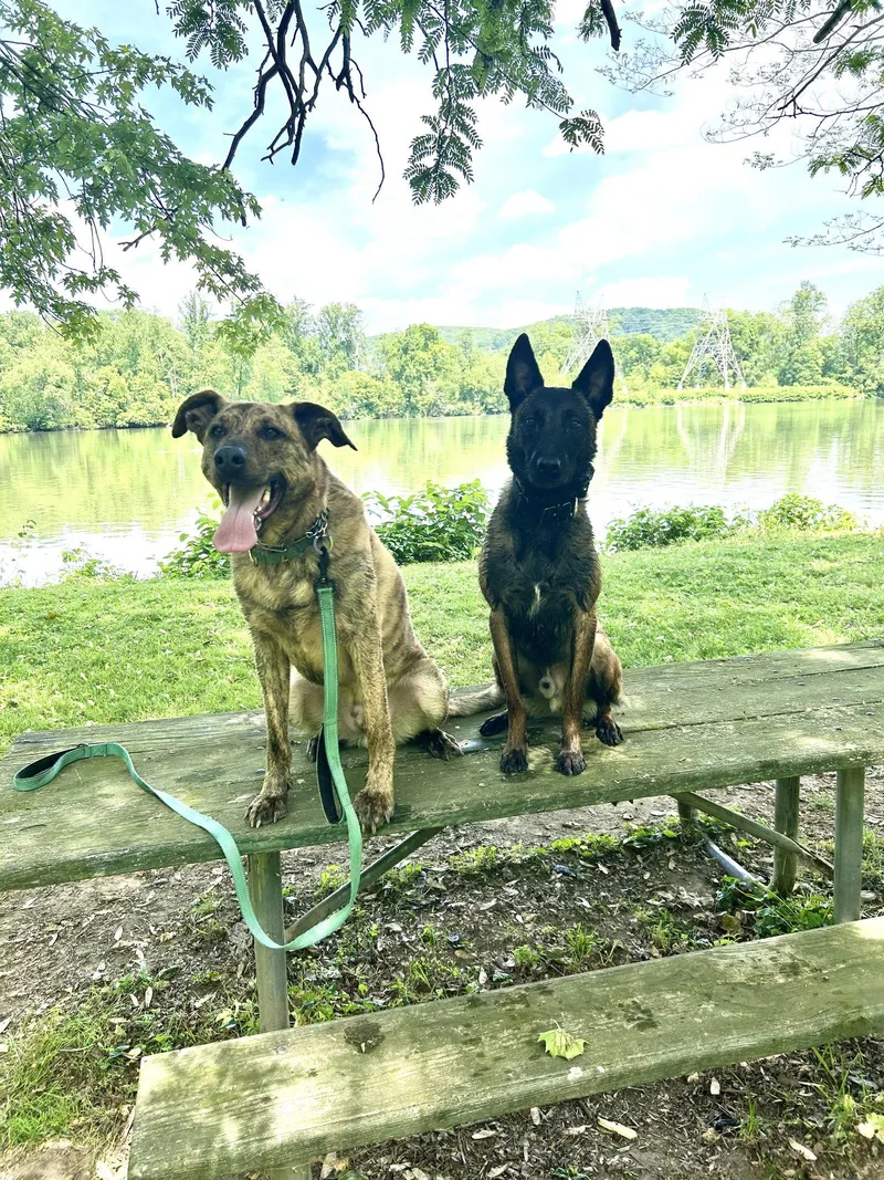 An adult medium-sized male German Shepherd Dog dog named Bruno Man for adoption in Lancaster, PA
