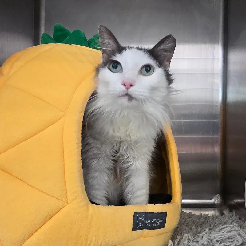 A senior medium-sized male Gray / Blue / Silver Domestic Long Hair cat named Fluff for adoption in Port Charlotte, FL