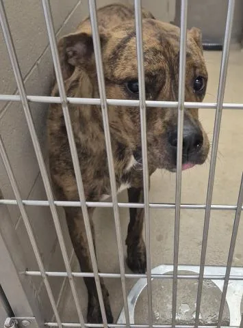 A young large-sized female Pit Bull Terrier dog named Gourd for adoption in Decatur, IL