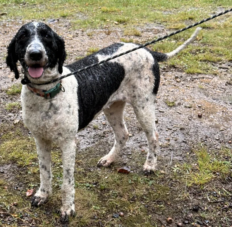An adult medium-sized female Black Bernedoodle dog named Maizy for adoption in Pottsville, PA