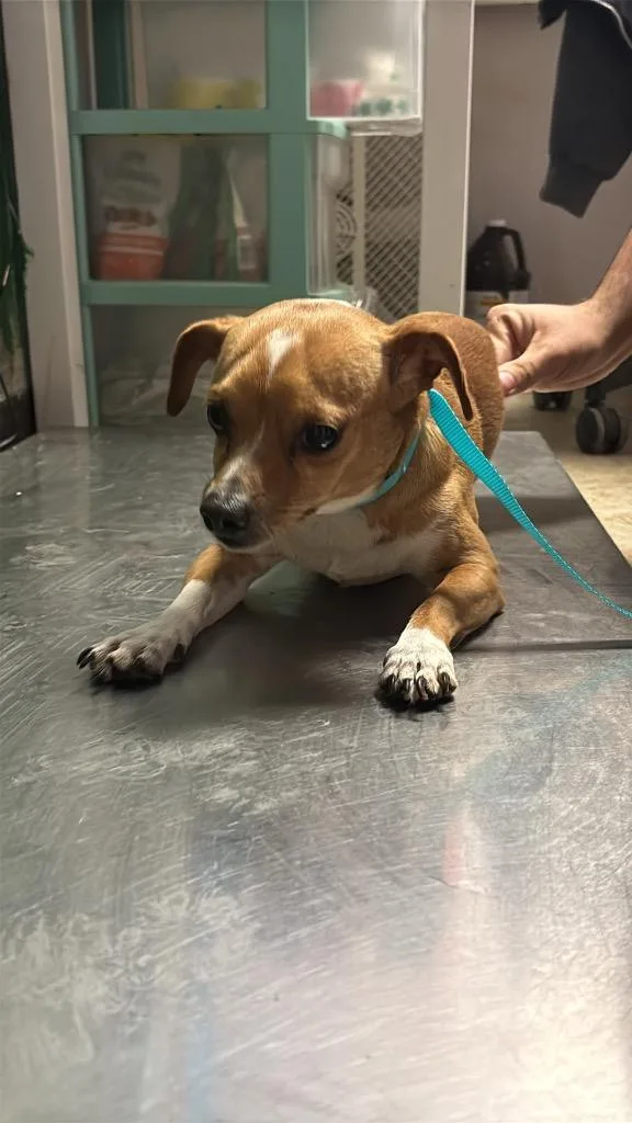 A young small-sized male Chihuahua dog named Bravo for adoption in New Braunfels, TX