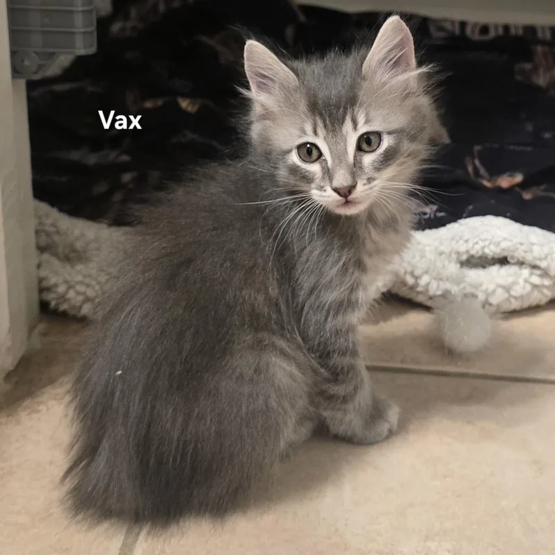 A baby medium-sized male Tabby (Gray / Blue / Silver) Domestic Medium Hair cat named Vax for adoption in Liverpool, TX