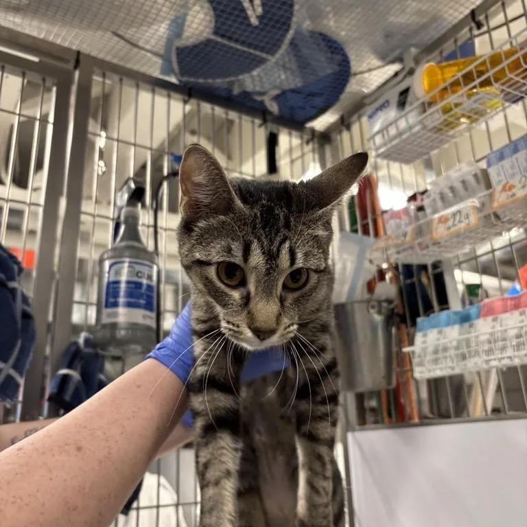 A young medium-sized female Brown / Chocolate Domestic Short Hair cat named Moonlight for adoption in New York, NY