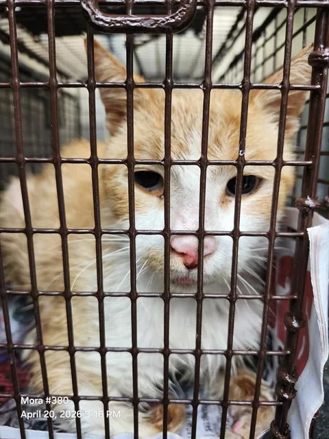 A young large-sized male Domestic Short Hair cat named Peter for adoption in San Antonio, TX