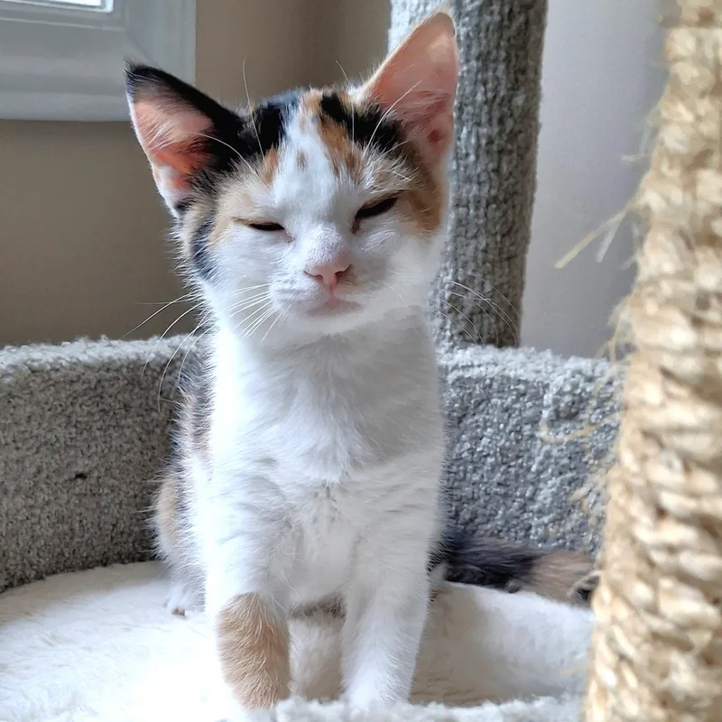 A baby medium-sized female Calico Domestic Short Hair cat named Primrose for adoption in Apex, NC