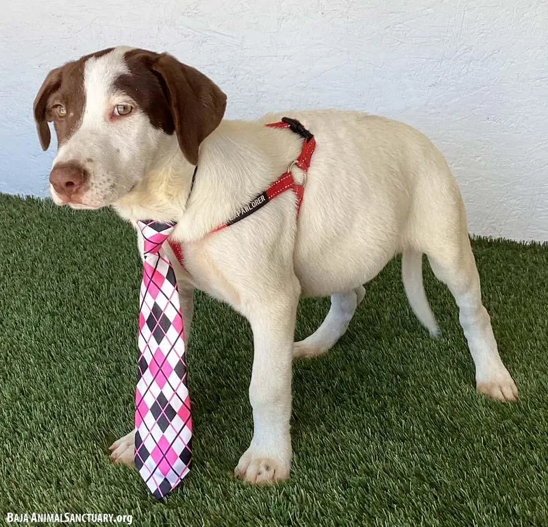 A baby medium-sized male White / Cream Labrador Retriever dog named Dante for adoption in San Diego, CA