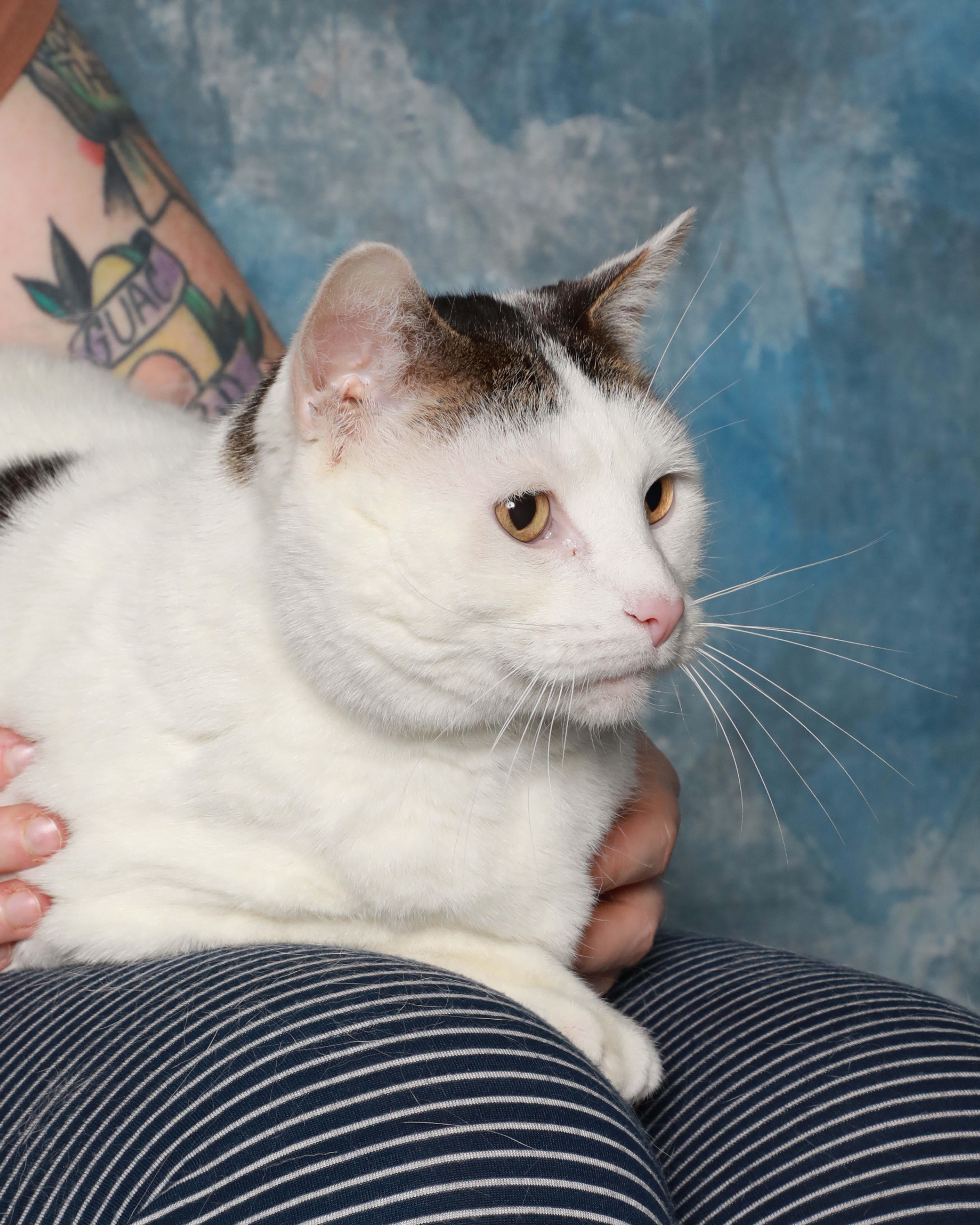 An adult large-sized male White Domestic Medium Hair cat named Buda for adoption in Rock Falls, IL