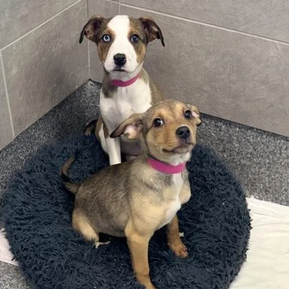 Irene Adler thumbnail 2