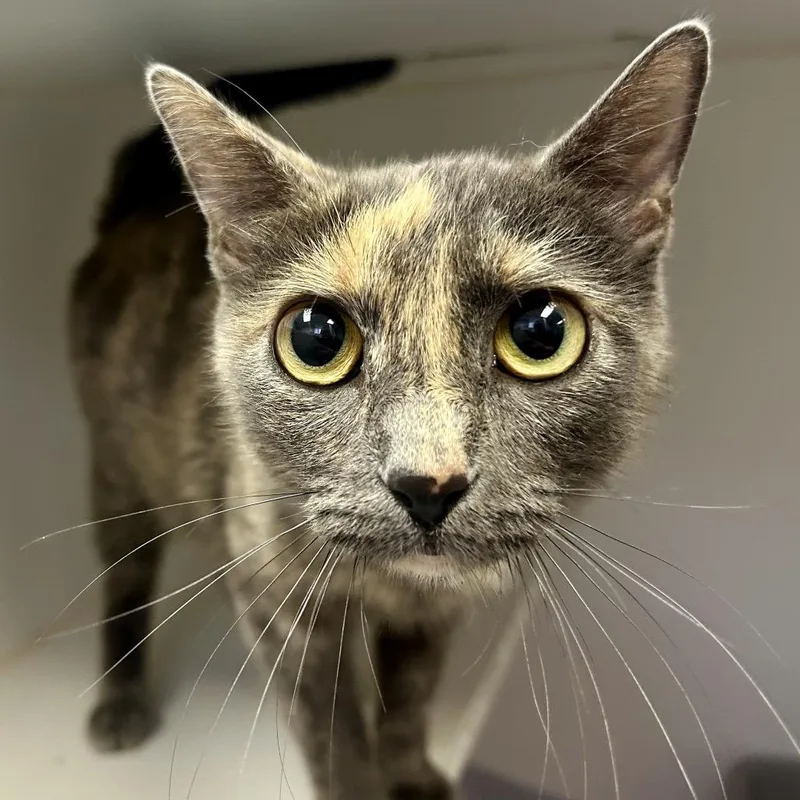 An adult medium-sized female Tortoiseshell Domestic Short Hair cat named Mochi At Petco for adoption in St Joseph, MO