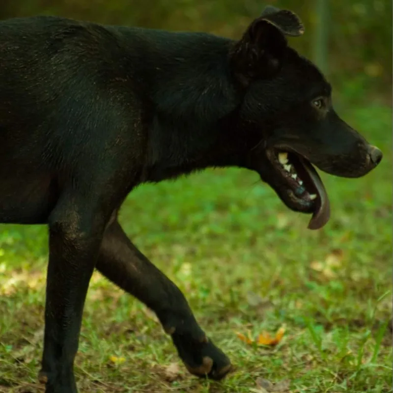 Maverick thumbnail 4