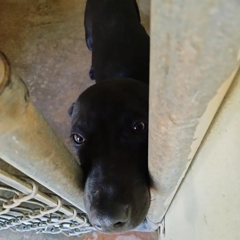 Maverick thumbnail 5