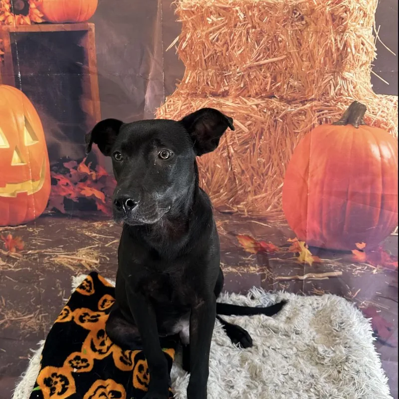 Maverick thumbnail 6