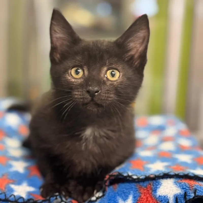 A baby small-sized male Black Domestic Short Hair cat named Beryl for adoption in Brownsboro, AL