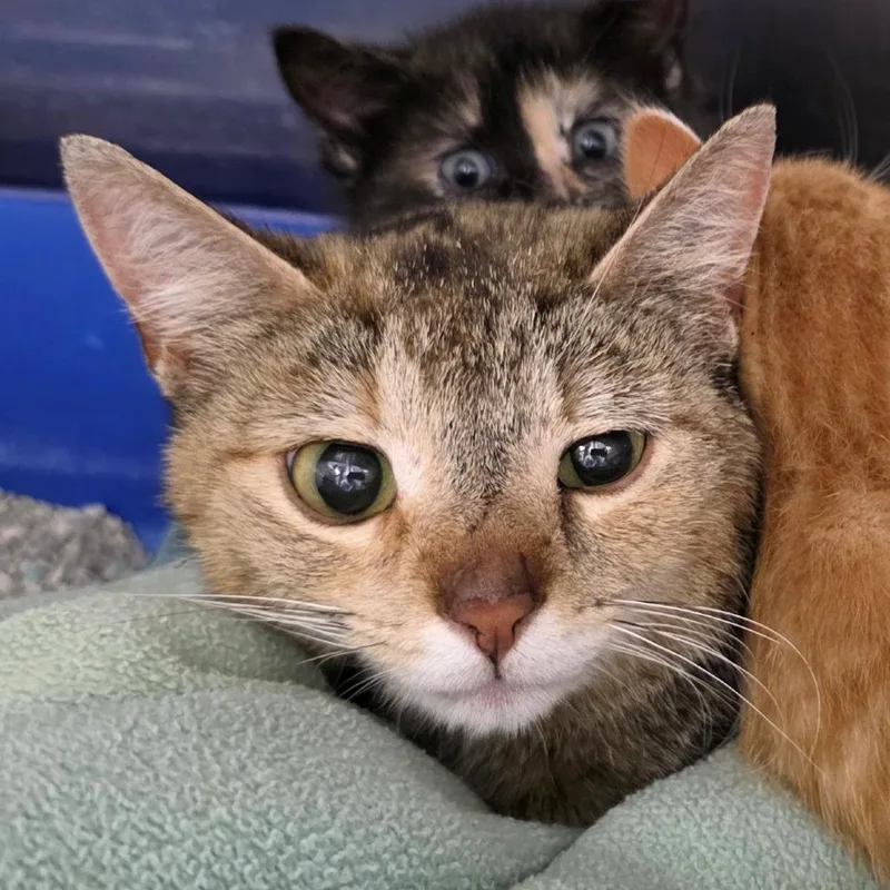 A young medium-sized female Torbie Domestic Short Hair cat named Aaliyah for adoption in Michigan City, IN