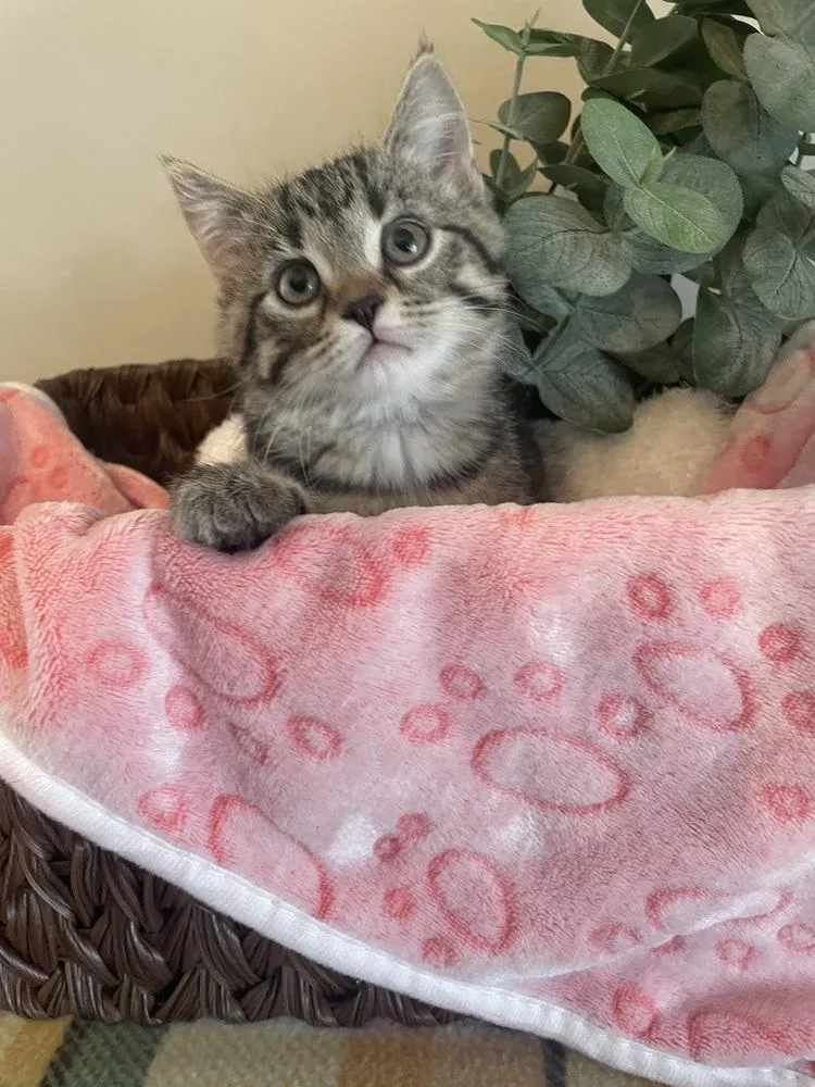 A baby small-sized female Brown / Chocolate Domestic Short Hair cat named Tj for adoption in Metamora, IL