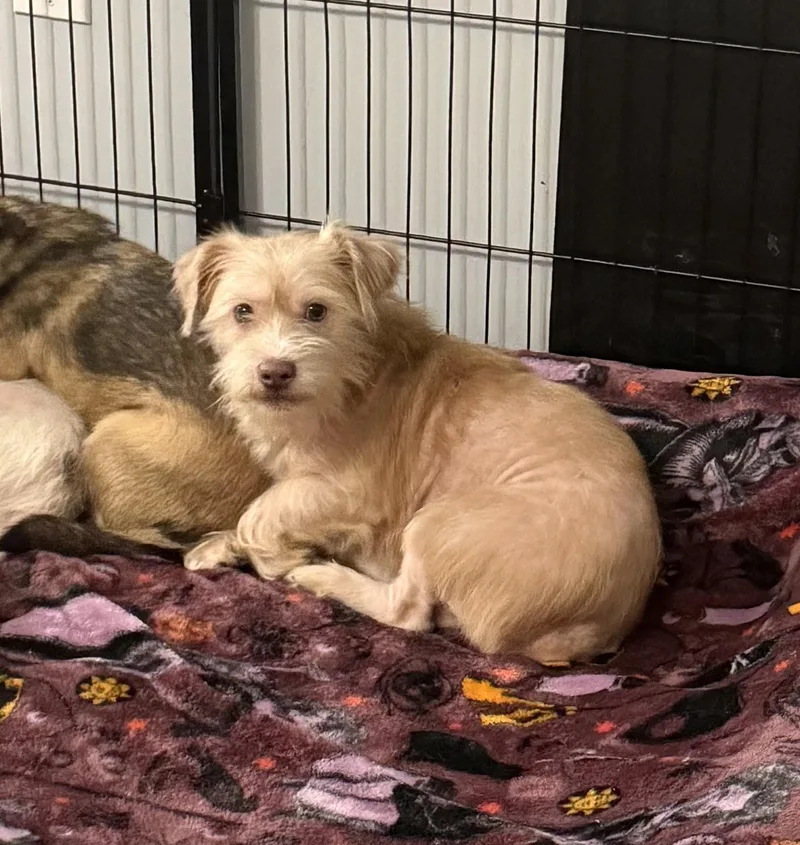 An adult small-sized male Apricot / Beige Terrier dog named Nougat for adoption in Kings Mountain, NC