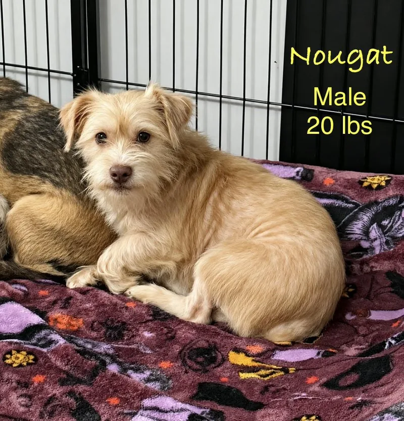 Nougat thumbnail 4