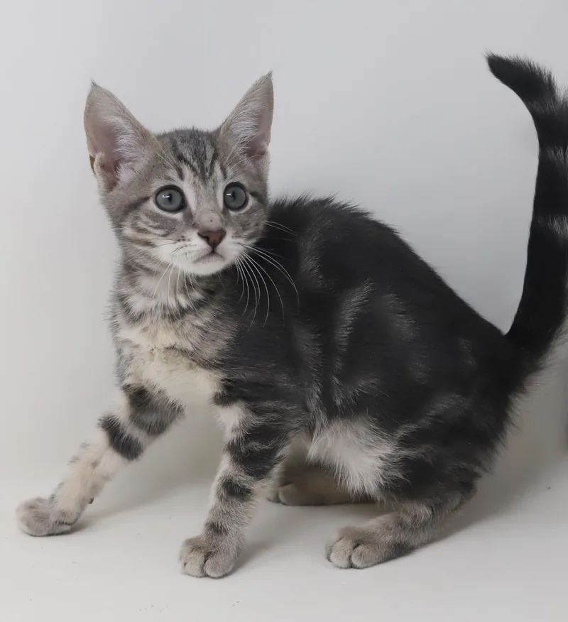A baby small-sized female Tabby (Leopard / Spotted) Bengal cat named Paisley is so pretty for adoption in Bedford Hills, NY