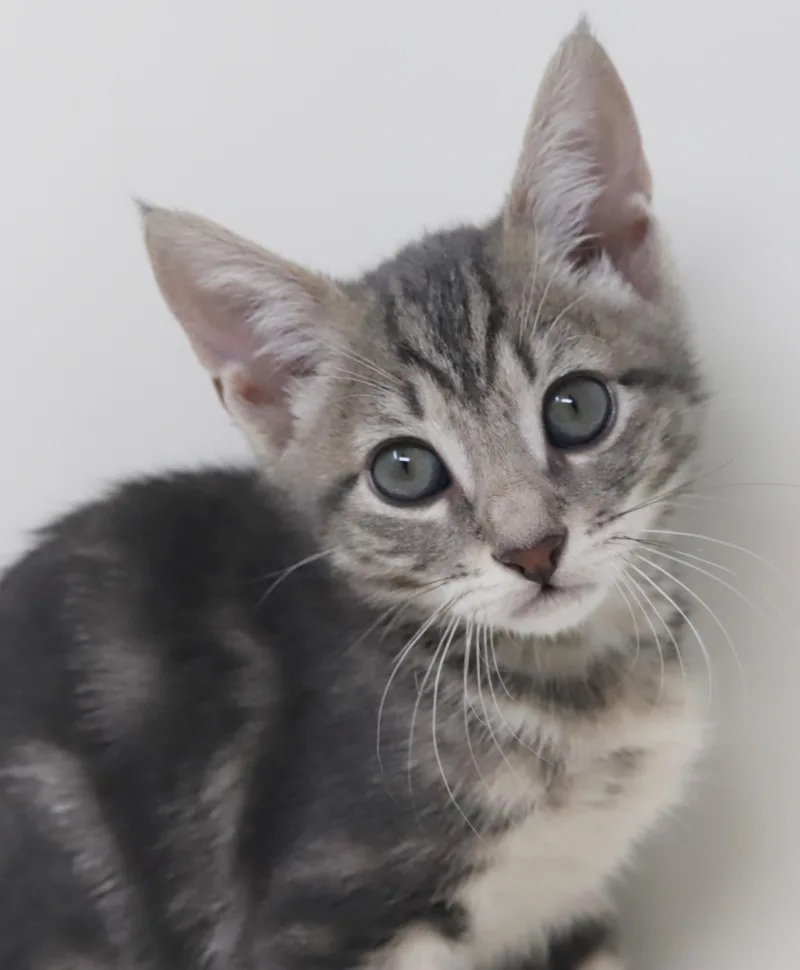 Paisley is so pretty thumbnail 2