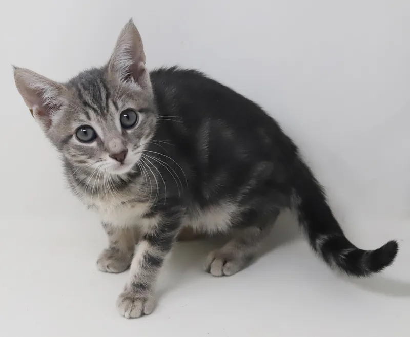 Paisley is so pretty thumbnail 3