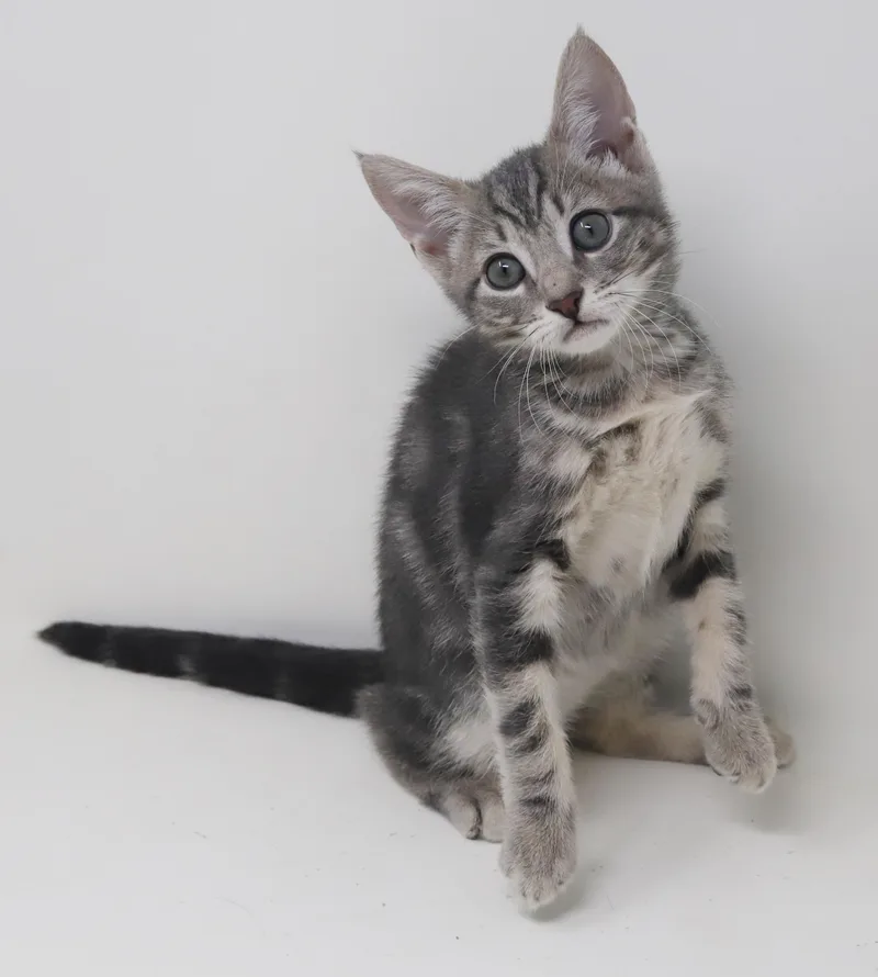 Paisley is so pretty thumbnail 4