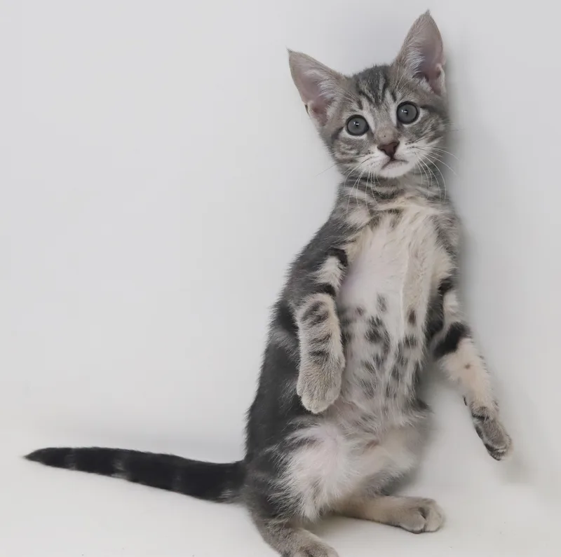 Paisley is so pretty thumbnail 5