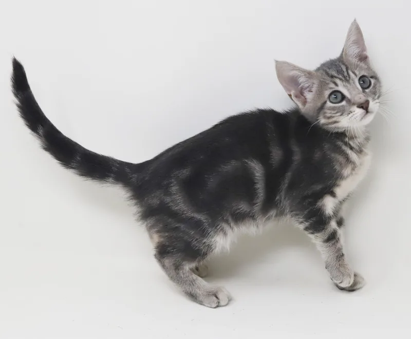 Paisley is so pretty thumbnail 6
